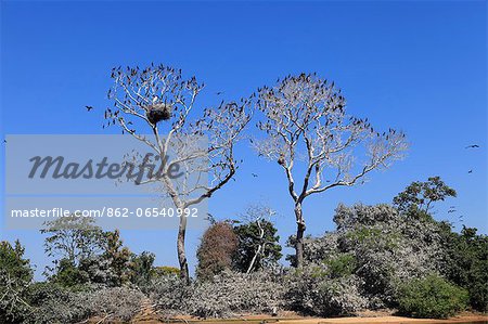 South America, Brazil, Mato Grosso do Sul, a tree in the Pantanal with nesting Jabiru storks with chicks and scores of Neotropic Cormorants