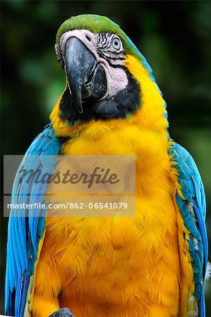 Colourful Macaw, Terradentro, Colombia, South America