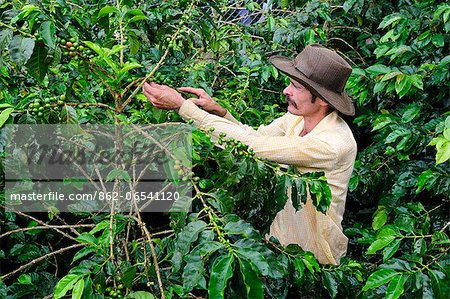 Man harvesting coffee, Buenavista, Colombia, South America  MR