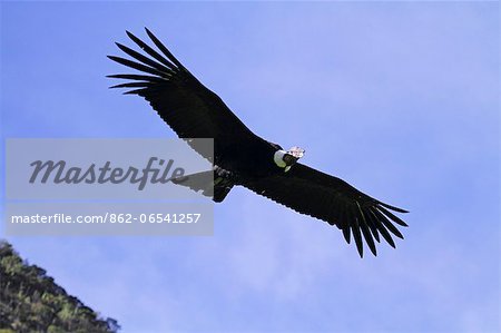 Wild Andean condor in flight at the Condor Huasi rehabilitation project, Hacienda Zuleta, Ecuador