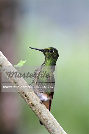 Buff tailed coronet hummingbird, Bellavista cloudforest, Ecuador