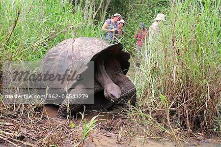 Mating giant tortoises in the highlands of Santa Cruz, Galapagos Islands, Ecuador , the smaller female is just visible below the male,