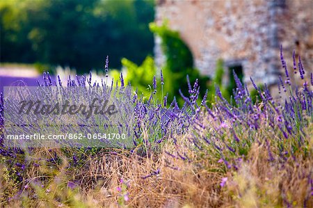Blooming field of Lavender , Lavandula angustifolia, near St Christol and Sault, Vaucluse, Provence Alpes Cote dAzur, Southern France, France