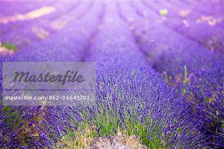 Blooming field of Lavender , Lavandula angustifolia, near St Christol and Sault, Vaucluse, Provence Alpes Cote dAzur, Southern France, France