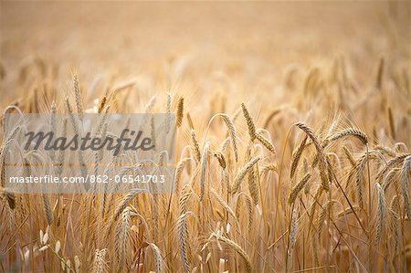 wheat around Sault, Provence, France