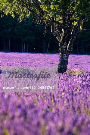 Blooming field of Lavender , Lavandula angustifolia, around Sault and Aurel, in the Chemin des Lavandes, Provence Alpes Cote dAzur, Southern France, France
