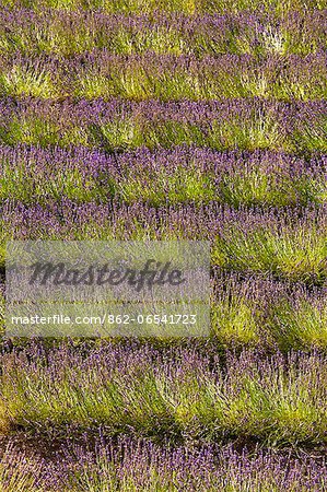 Blooming field of Lavender , Lavandula angustifolia, Vaucluse, Provence Alpes Cote dAzur, Southern France, France, Europe, PublicGround