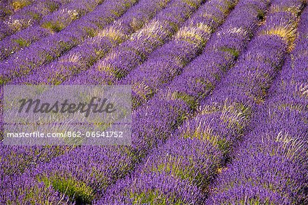 Blooming field of Lavender , Lavandula angustifolia, Vaucluse, Provence Alpes Cote dAzur, Southern France, France