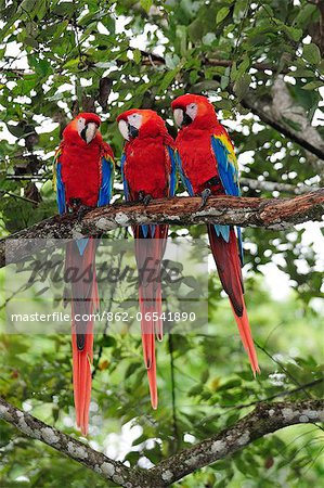 Three Macaw parrots perched on branch, Copan Ruinas, Central America, Honduras.
