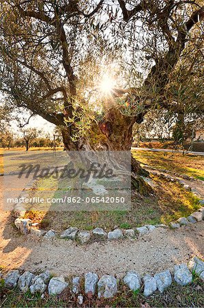 Italy, Umbria, Perugia district, Giano dellUmbria. Ancient Olive Tree.