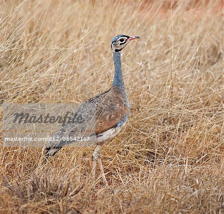 A White bellied Bustard at Ngutuni which is adjacent to Tsavo East National Park.