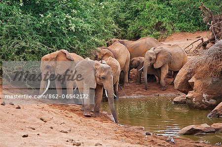 Elephants at a small waterhole in Tsavo East National Park. Elephants at a small waterhole in Tsavo East National Park.