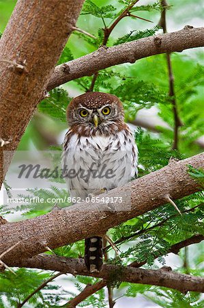 A diminutive Pearl spotted Owlet in Tsavo East National Park. A diminutive Pearl spotted Owlet in Tsavo East National Park.