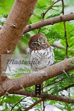 A diminutive Pearl spotted Owlet in Tsavo East National Park. A diminutive Pearl spotted Owlet in Tsavo East National Park.