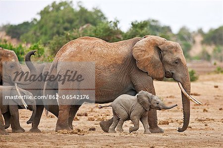 Elephants heading to a waterhole in Tsavo East National Park.