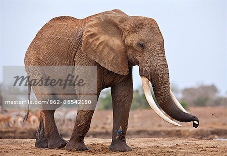 A large bull elephant at a waterhole in Tsavo East National Park. A large bull elephant at a waterhole in Tsavo East National Park.