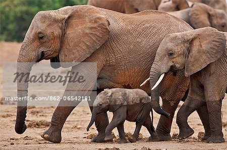 Elephants leaving a waterhole in Tsavo East National Park.