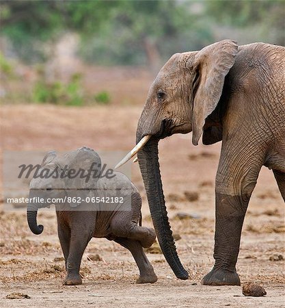 A baby elephant scratching itself after leaving a waterhole in Tsavo East National Park.