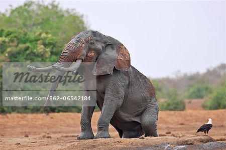 A large bull elephant emerging from a mud wallow in Tsavo East National Park watched by an African Fish Eagle.