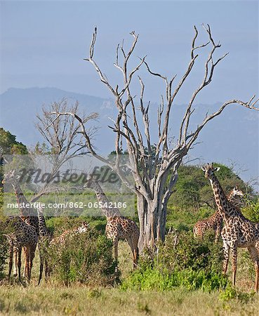 Maasai Giraffes in Tsavo East National Park.