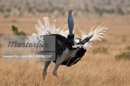 A male Somali Ostrich displaying in Tsavo East National Park.