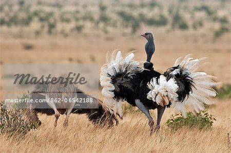 A male Somali Ostrich courting a female in Tsavo East National Park.