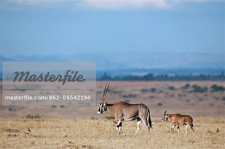 A female Beisa oryx and calf.