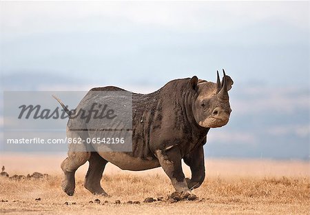 A black rhino turns ready to charge. Although the senses of smell and hearing of these endangered animals are acute, their eyesight is very poor. A black rhino turns ready to charge. Although the senses of smell and hearing of these endangered animals are acute, their eyesight is very poor.