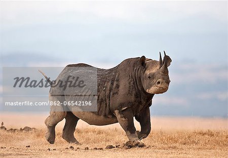 A black rhino turns ready to charge. Although the senses of smell and hearing of these endangered animals are acute, their eyesight is very poor.