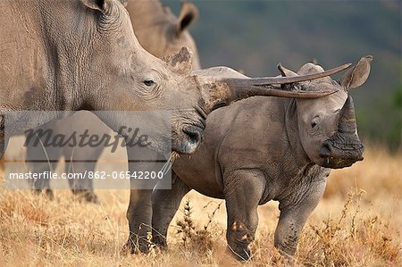 A White Rhino with a split horn and her calf. A White Rhino with a split horn and her calf.