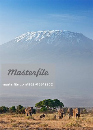 Elephants with a backdrop of Mount Kilimanjaro, Africas highest snow capped mountain. Elephants with a backdrop of Mount Kilimanjaro, Africas highest snow capped mountain.