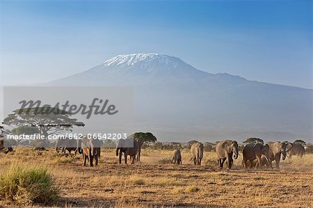 Elephants with a backdrop of Mount Kilimanjaro, Africas highest snow capped mountain.