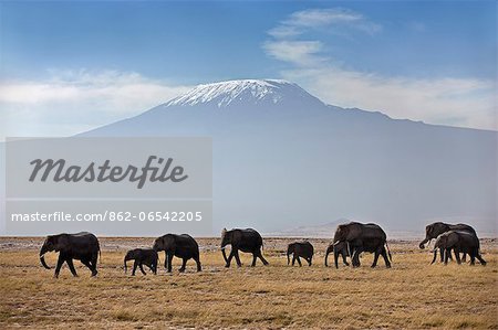 Elephants cross the plains beyond the foothills of Mount Kilimanjaro, Africas highest snow capped mountain.
