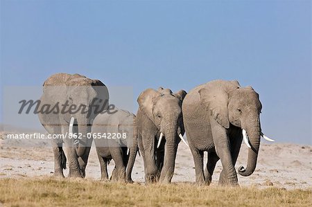 Elephants cross the dusty plains at Amboseli.