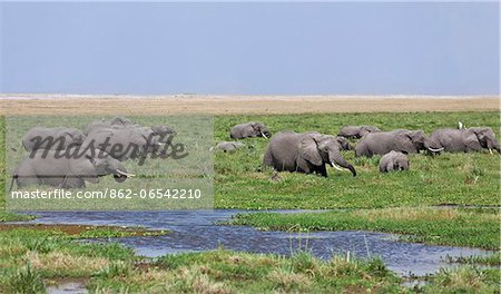 Elephants feed in the permanent swamps at Amboseli.