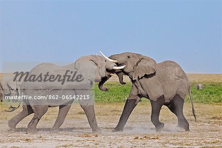 Two young bull elephants spar at Amboseli.