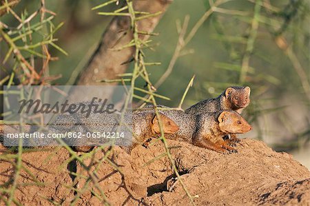 Dwarf mongooses bask in the late afternoon sun on top of a termite mound at Amboseli.