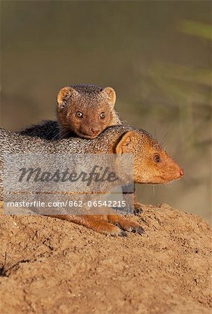 Dwarf mongooses bask in the late afternoon sun on top of a termite mound at Amboseli.