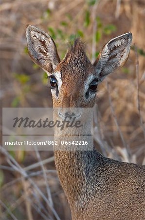A close up of a diminutive Kirks Dikdik at Amboseli. A close up of a diminutive Kirks Dikdik at Amboseli.