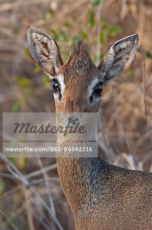 A close up of a diminutive Kirks Dikdik at Amboseli.