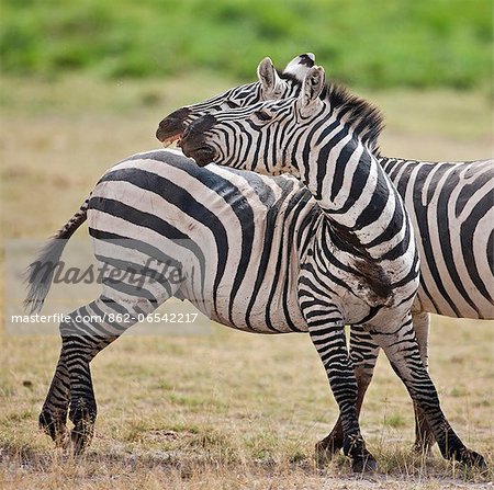 Two common zebras skirmishing at Amboseli.