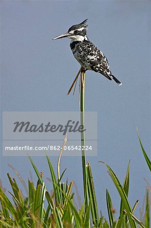 A Pied Kingfisher. A Pied Kingfisher.