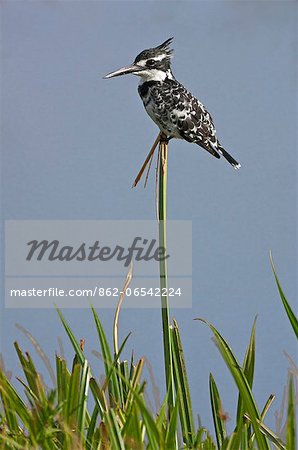 A Pied Kingfisher.