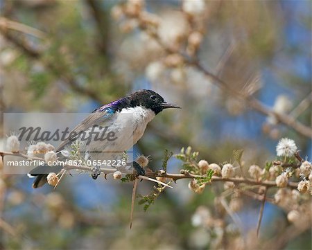 An Eastern Violet backed Sunbird amongst acacia blossom.