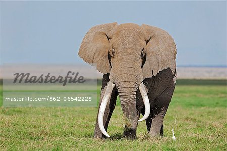 A large bull elephant feeds on grass in the permanent swamps at Amboseli while a cattle egret waits in close proximity to pounce on the insects it disturbs.