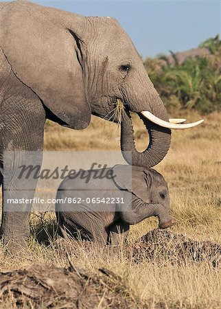 A baby elephant plays on a mound watched over by its mother.