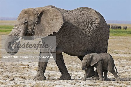 A baby elephant follows its mother beside the permanent swamps at Amboseli.