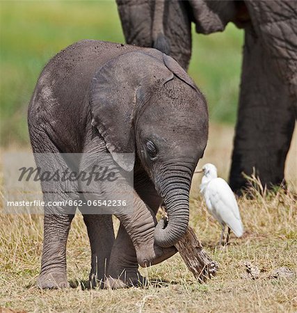 A baby elephant playing with a piece of dead wood beside its mother.