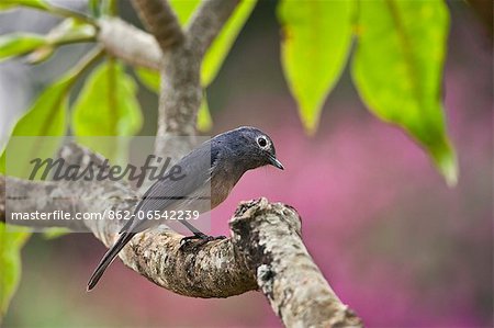 A White eyed Slaty Flycatcher. A White eyed Slaty Flycatcher.