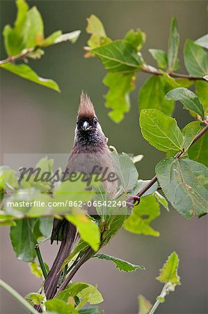 A Speckled Mousebird. A Speckled Mousebird.